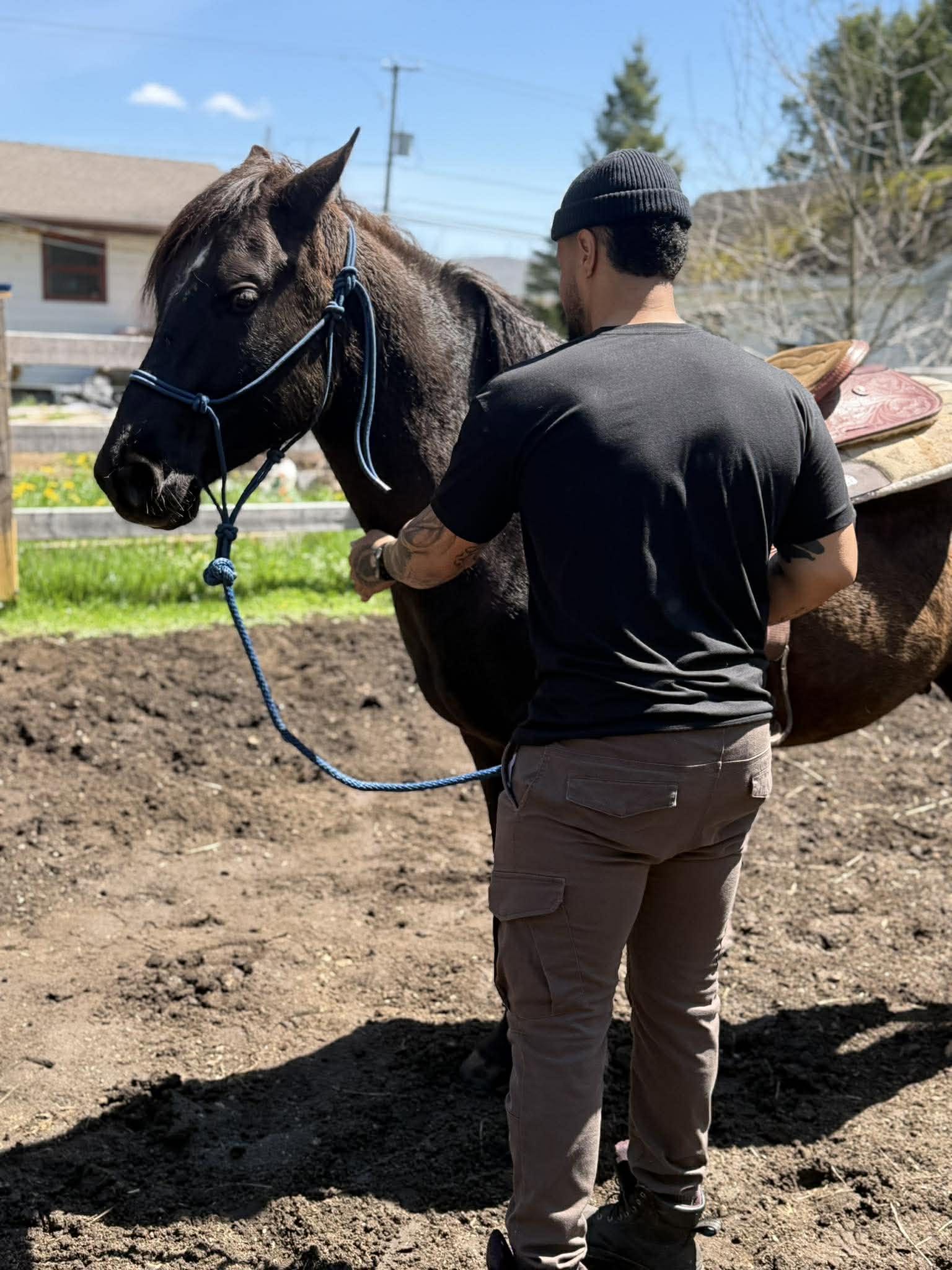 Préparation d'un cheval pour une activité équestre