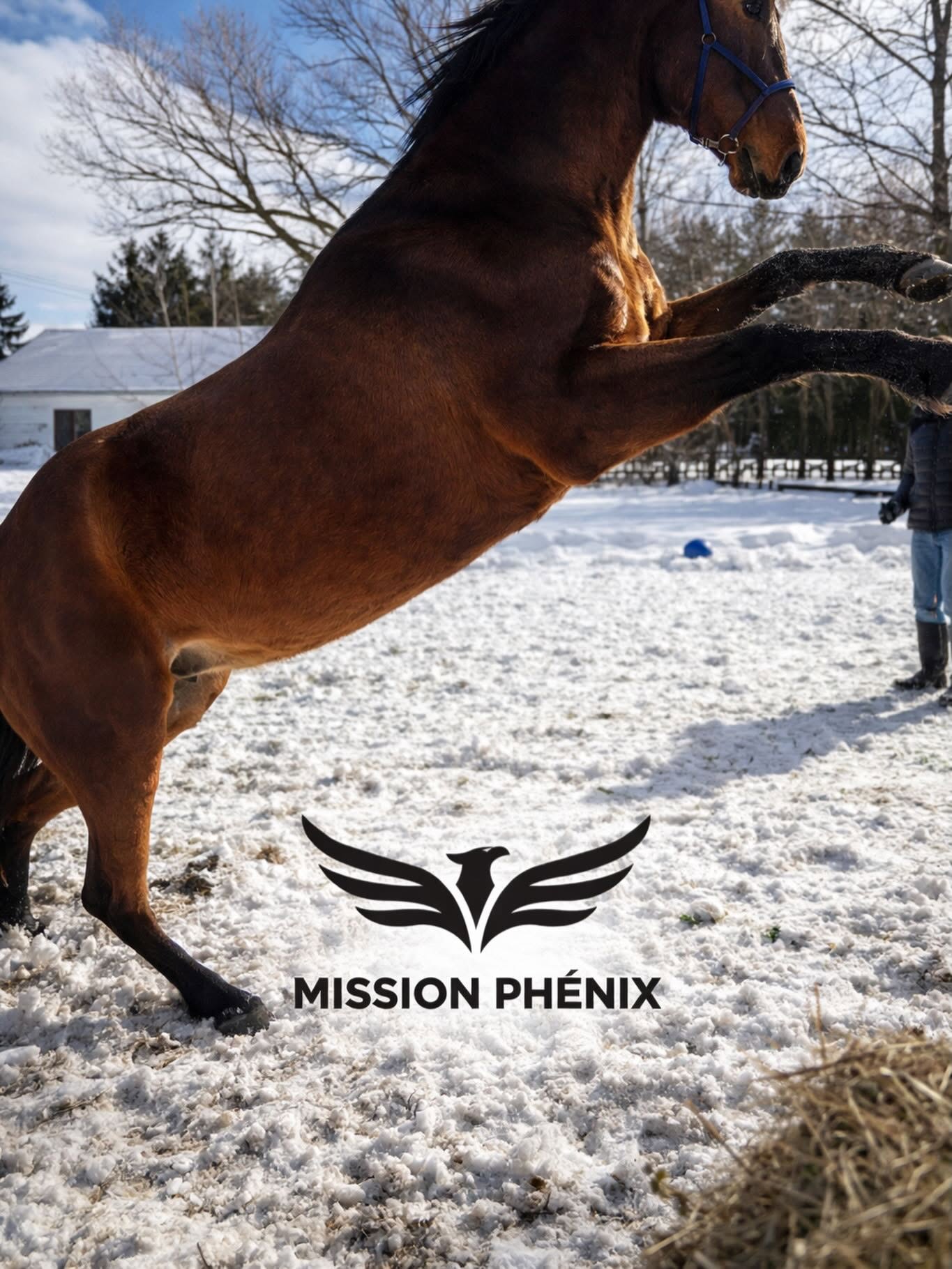 Cheval en mouvement dans la neige avec le logo Mission Phénix