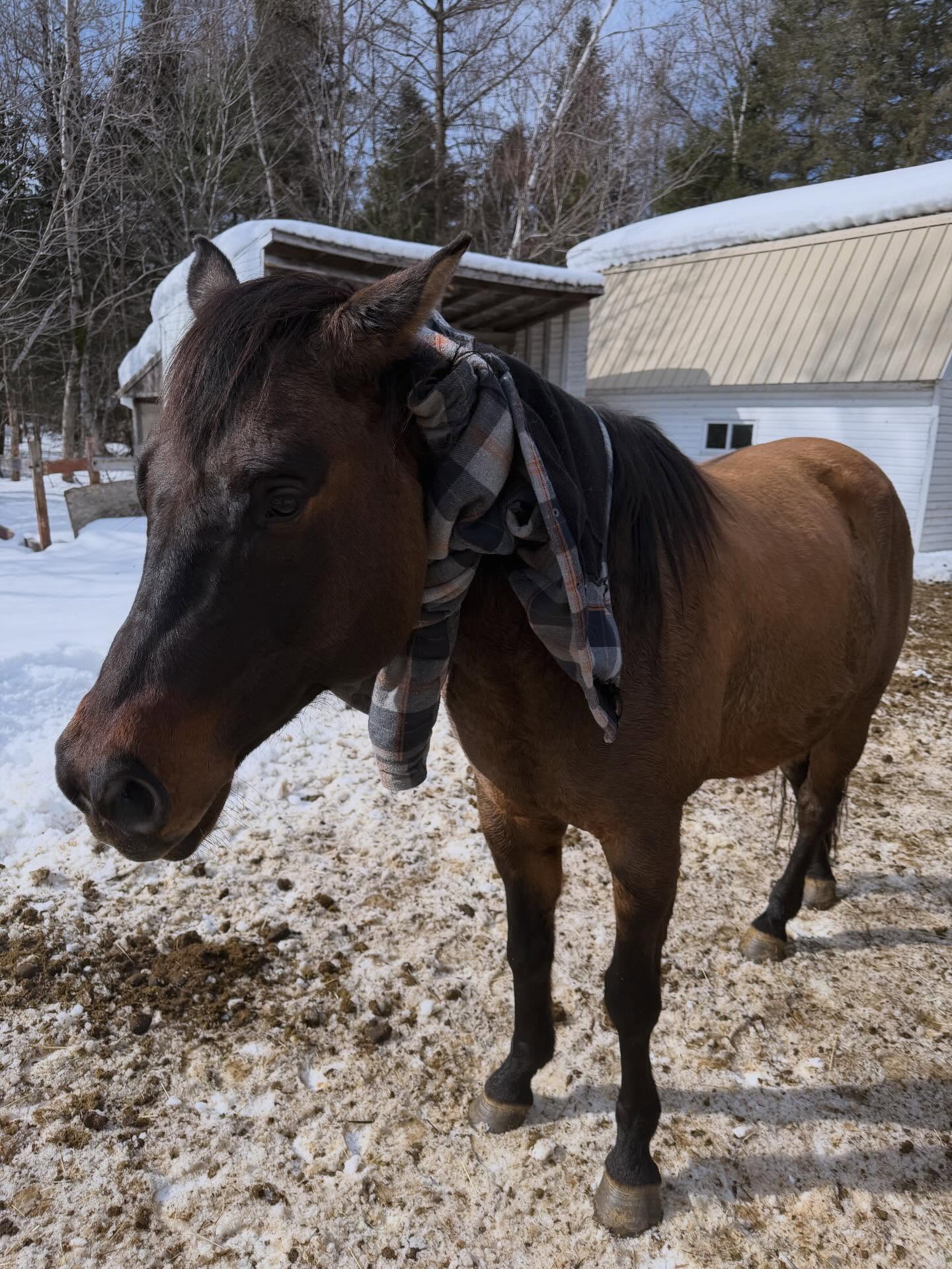 Cheval au ranch en hiver
